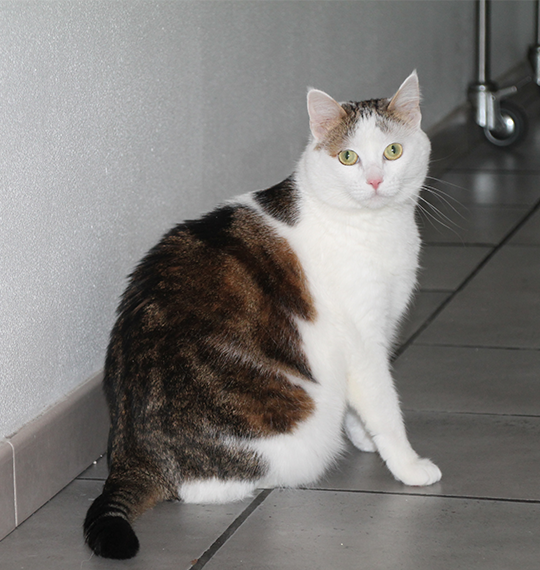 gatto in centro veterinario Messina